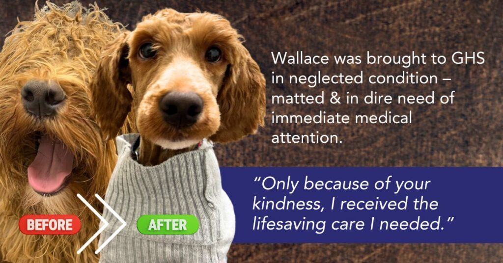 Before and after photos of Wallace, a spaniel mix. Wallace was brought to GHS in neglected condition, matted and in dire need of immediate medical attention. "Only because of your kindness, I received the lifesaving care I needed."