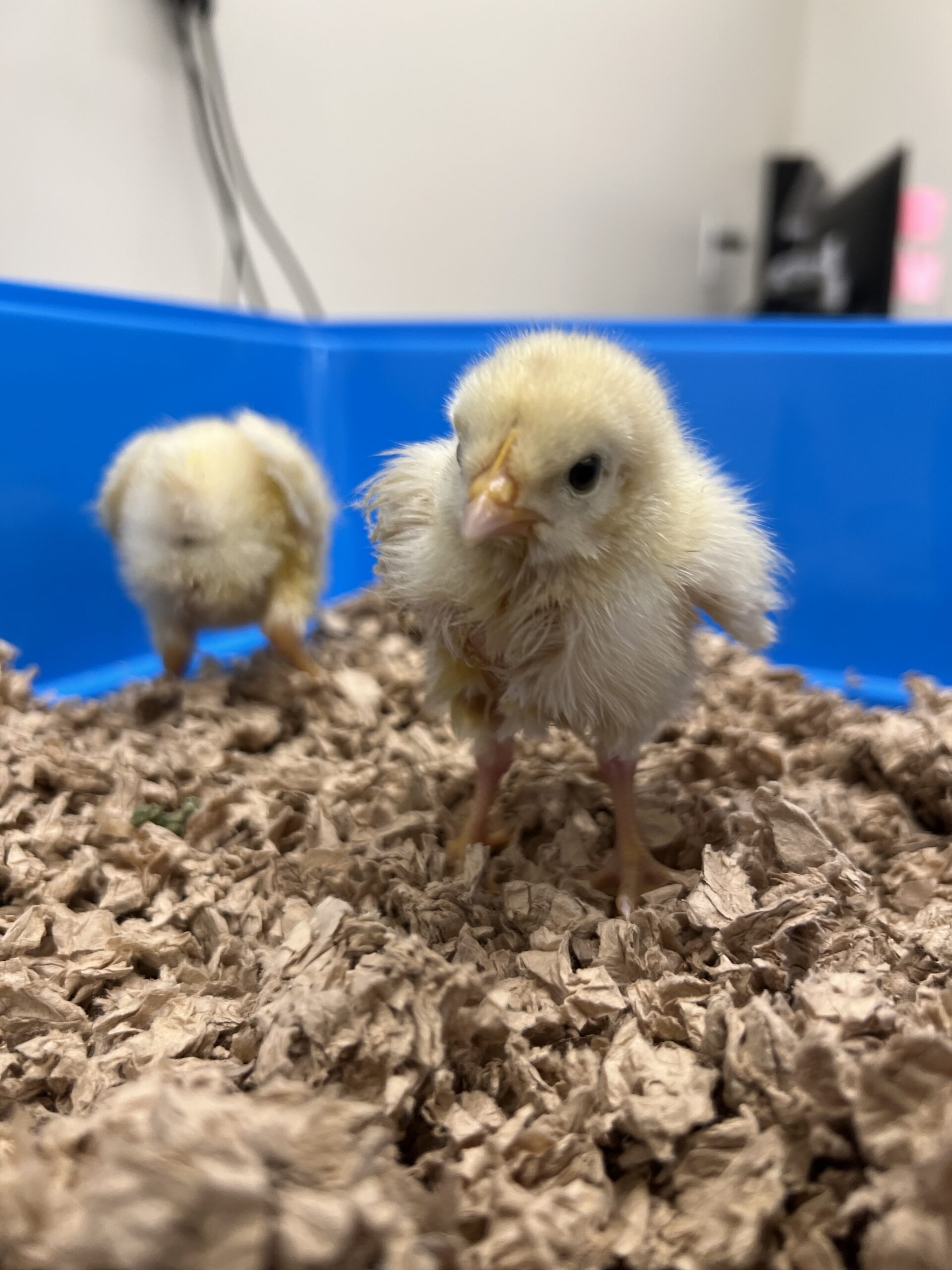 Two baby chicks standing in wood shavings in a blue bin