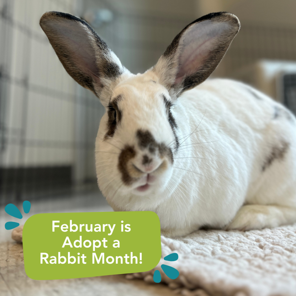 White rabbit with brown markings beside the text "February is Adopt a Rabbit Month!"