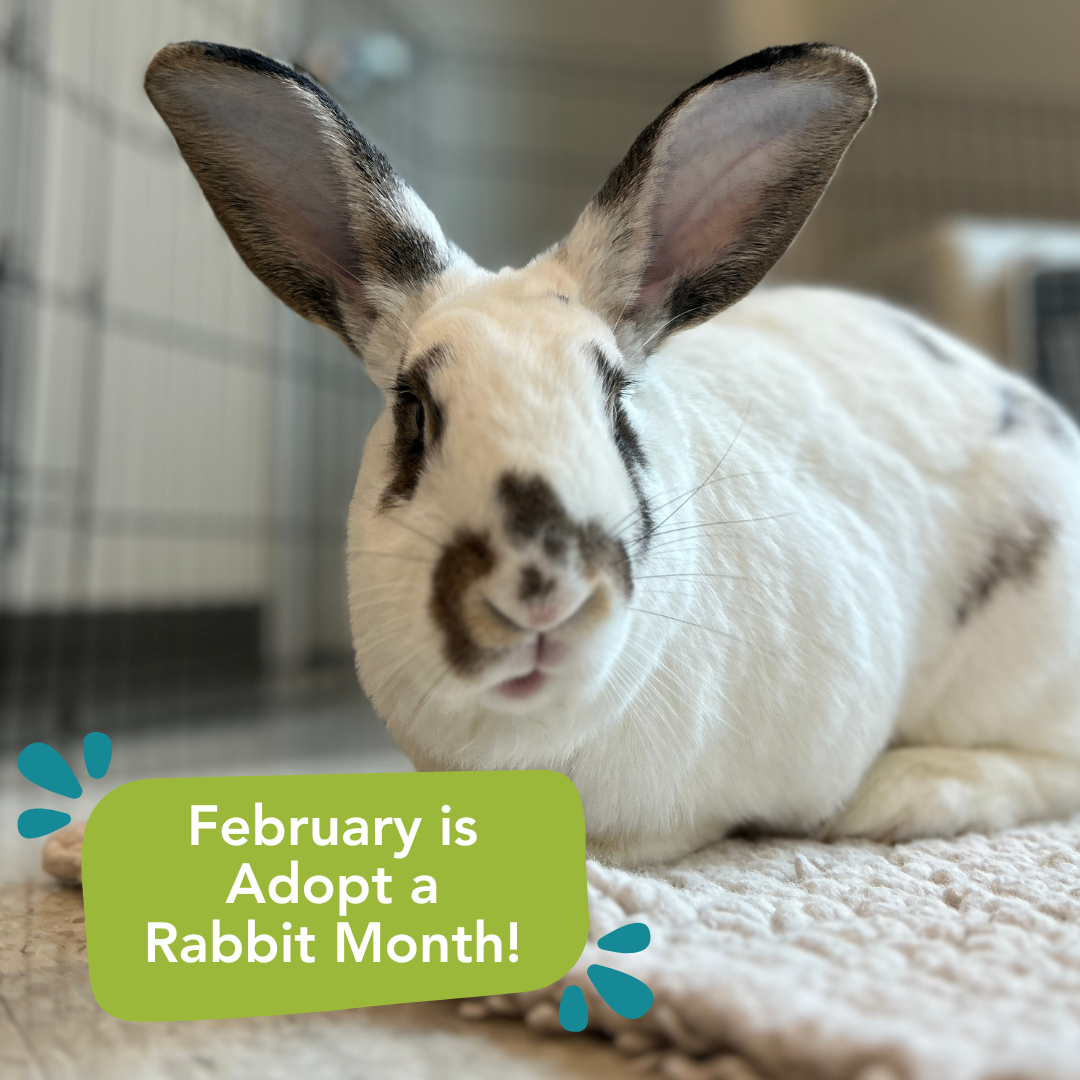 White rabbit with brown markings beside the text "February is Adopt a Rabbit Month!"