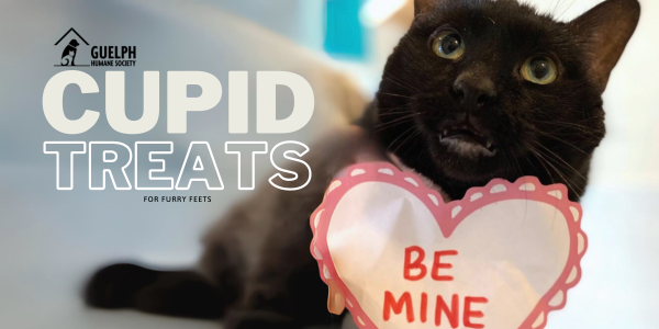 Cupid Treats graphic with a black cat beside a heart that reads "Be mine"
