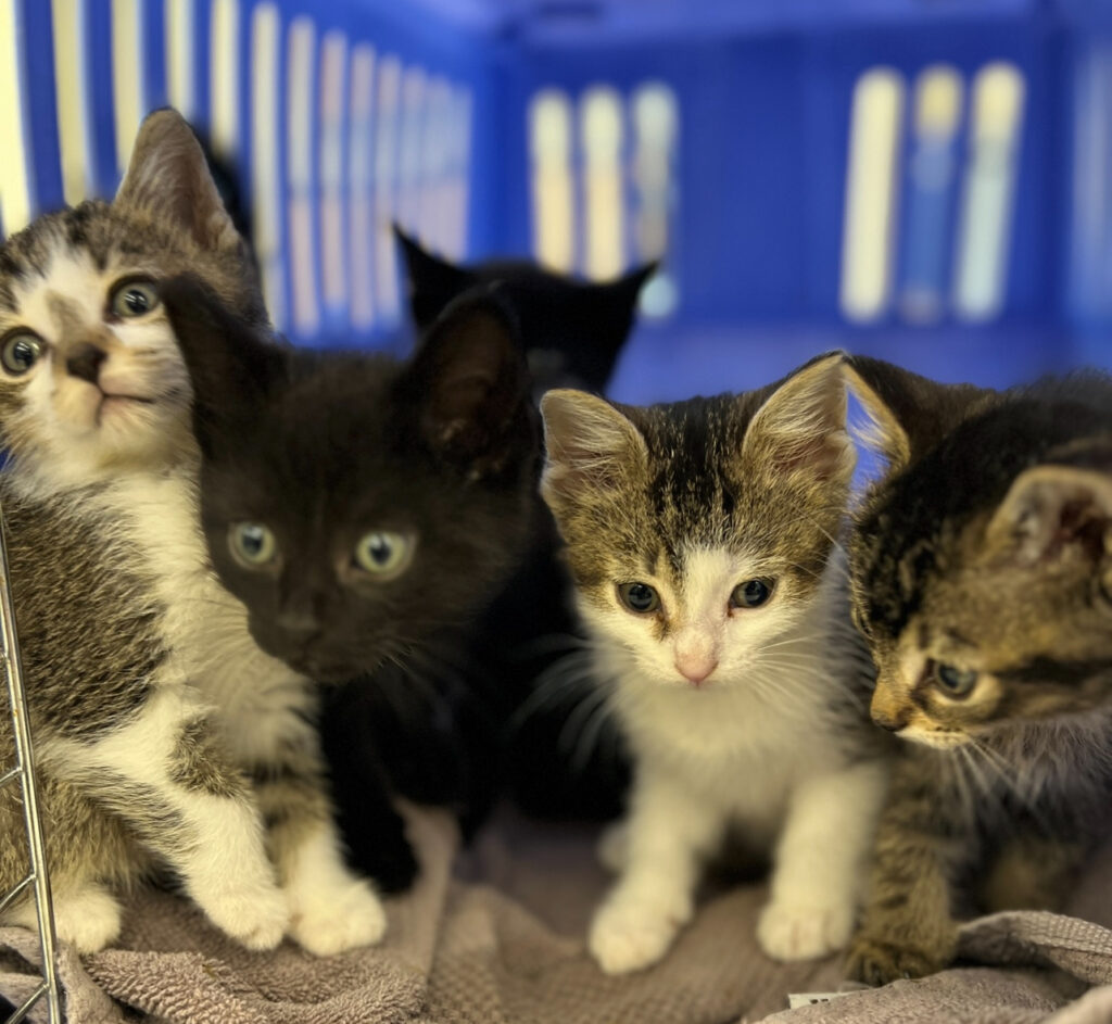 Group of kittens of various colours sitting together in front of a blue crate