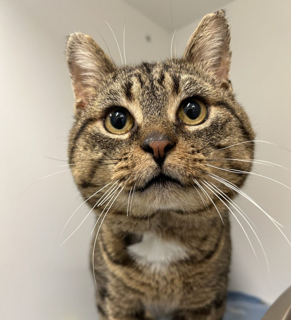 Humphrey, a brown tabby cat, looking at the camera