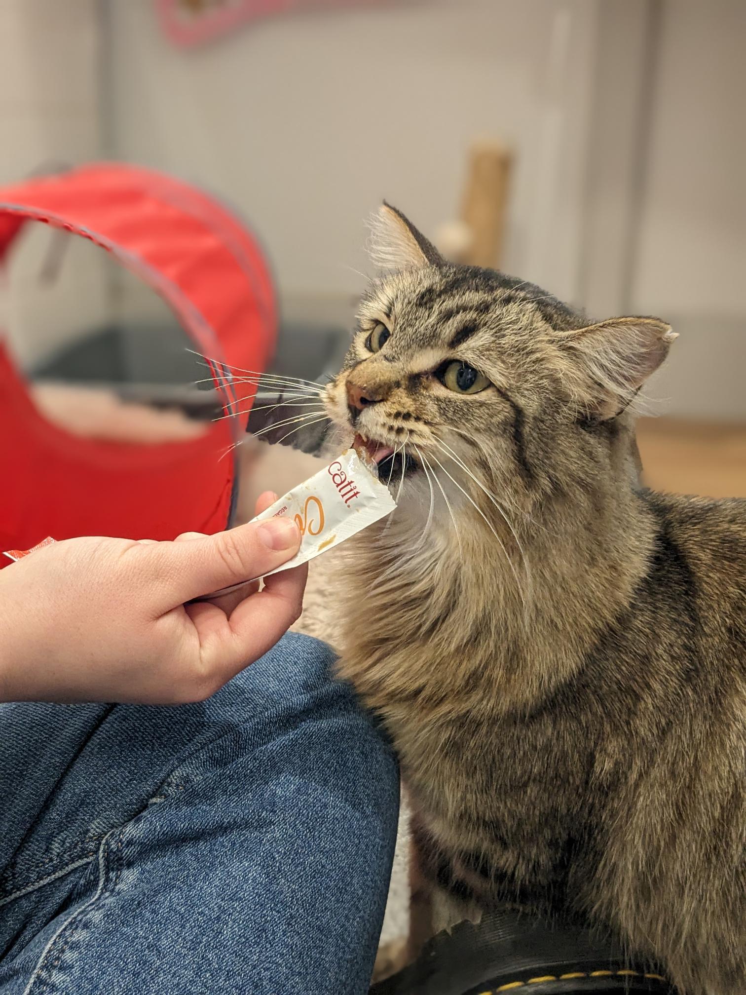 Person offering a treat to a fluffy tabby cat