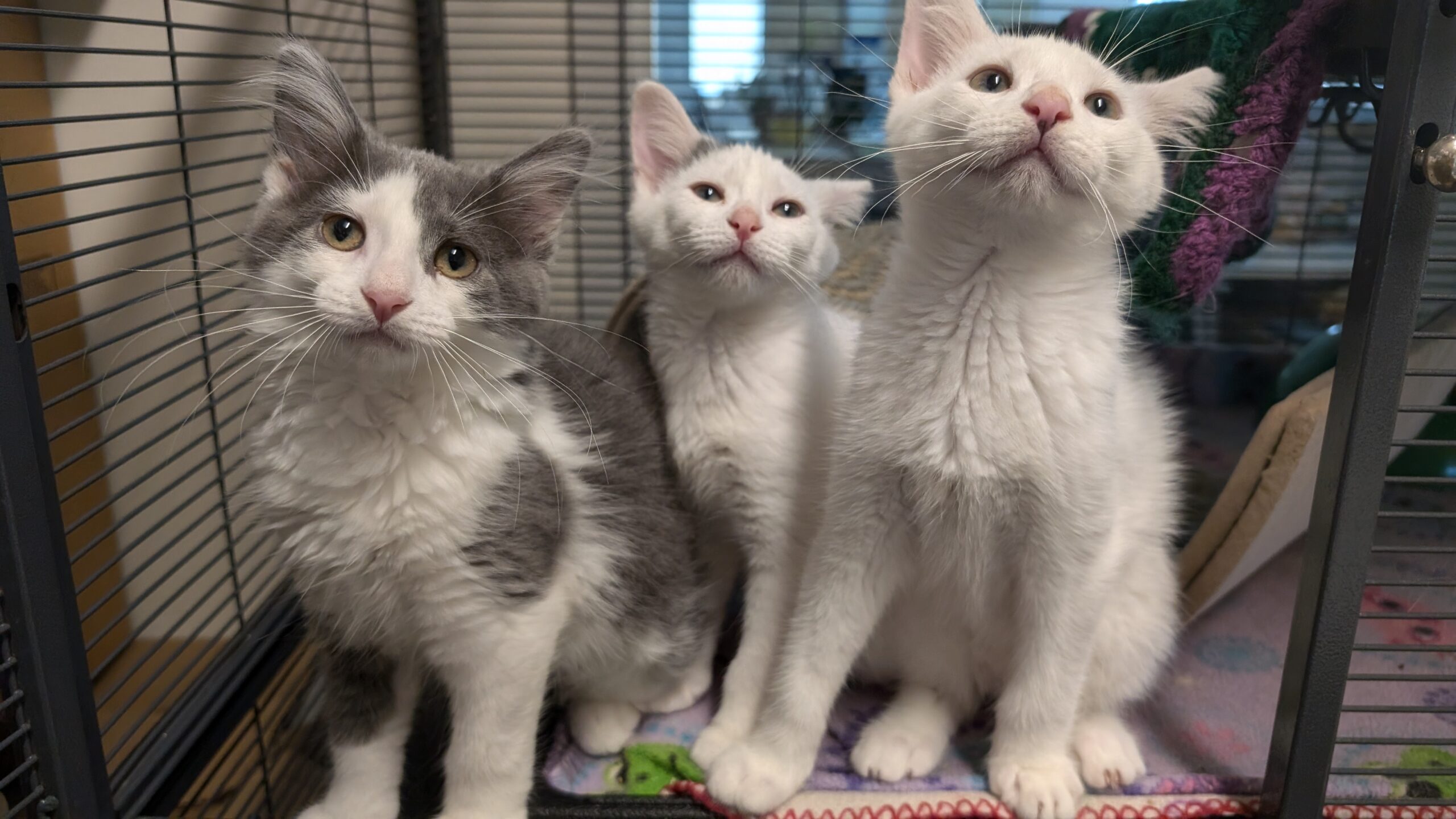 Tux, Patches and Peaches, three grey and white kittens, sitting together in a kennel