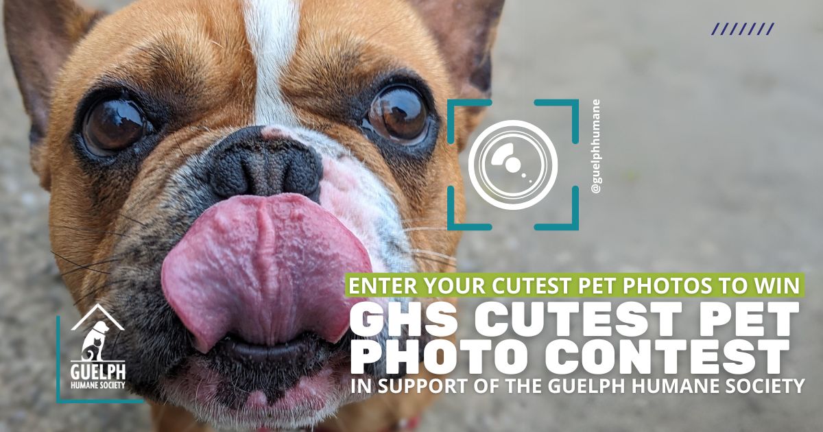 French bulldog licking its nose beside the text "Enter your cutest pet photos to win: GHS Cutest Pet Photo Contest, in support of the Guelph Humane Society"