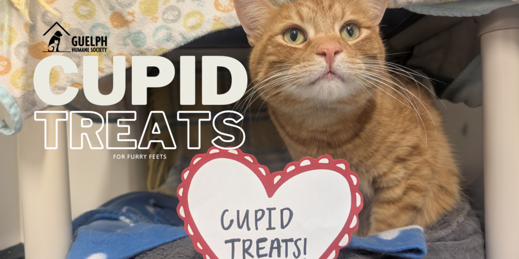 Cupid Treats graphic with an orange tabby cat beside a heart that reads "Cupid treats!"