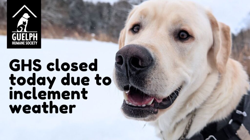 Yellow Labrador retriever in the snow beside the text "GHS closed today due to inclement weather"