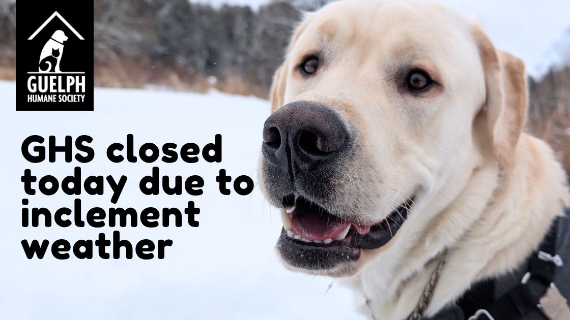 Yellow Labrador retriever in the snow beside the text "GHS closed today due to inclement weather"