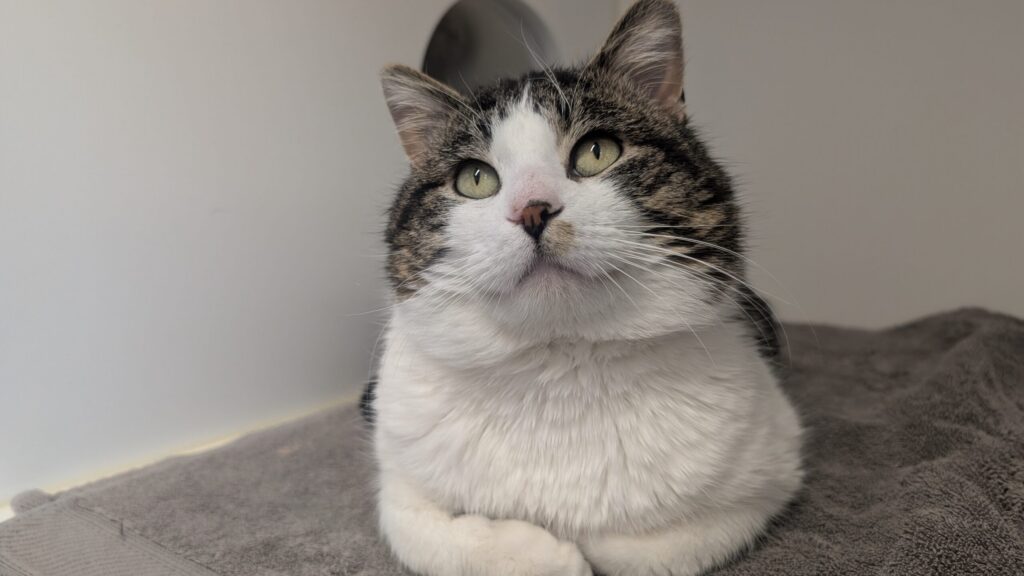 Bruce, a four-year-old grey and white tabby cat, lying on a grey blanket