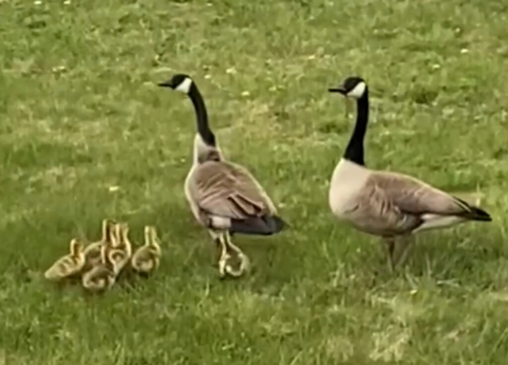 Two Canada geese with goslings on a lawn