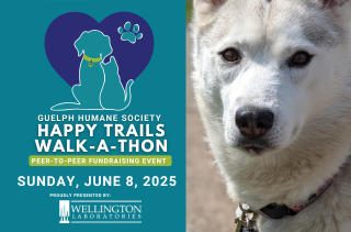 Guelph Humane Society Happy Trails Walk-a-Thon, Sunday, June 8, 2025, presented by Wellington Laboratories, with a husky looking at the camera