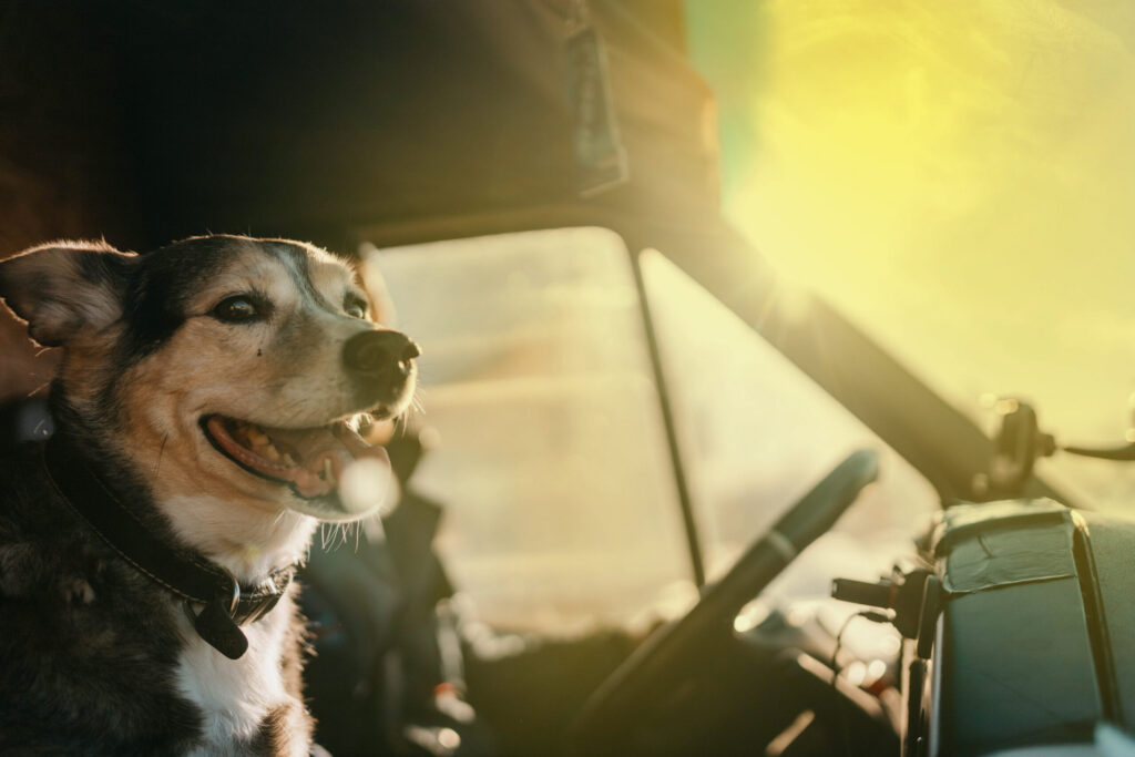 Dog sitting in the passenger seat of a vehicle on a sunny day