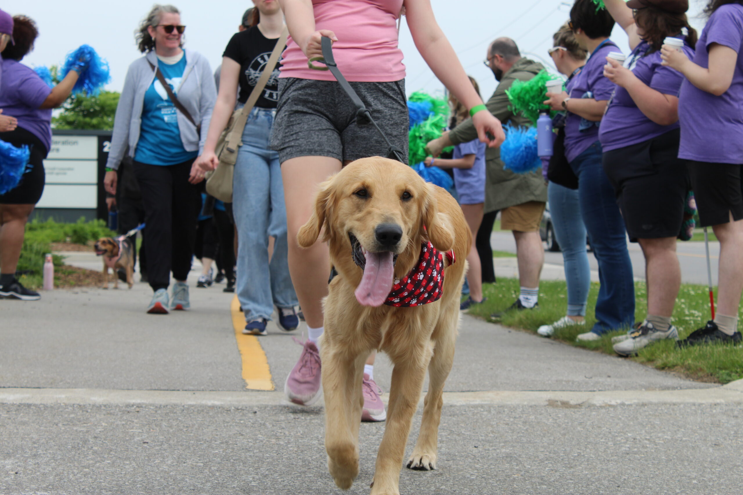 Golden retriever in a red bandana crossing the finish line with participants at the walk-a-thon