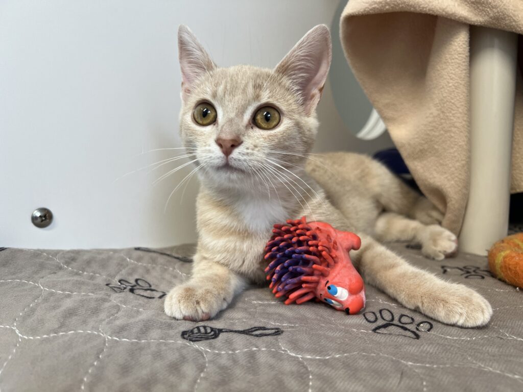 Pip, a three-month-old cream-coloured kitten, sitting beside a red toy
