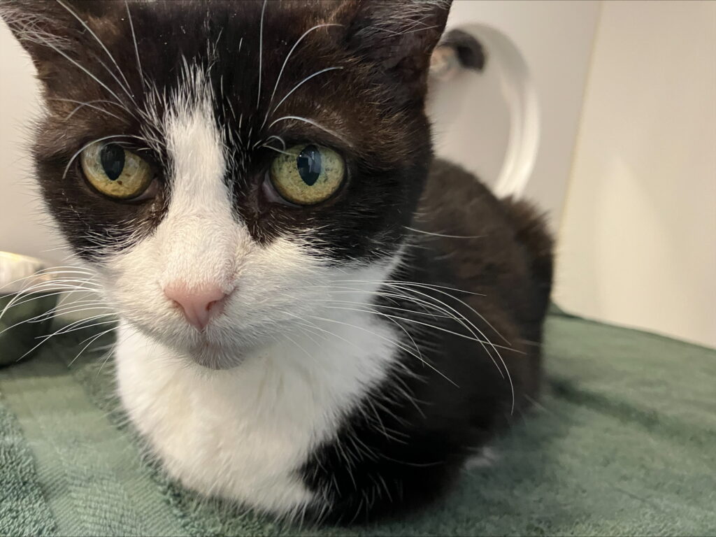 Toki, a black and white cat, looking at the camera