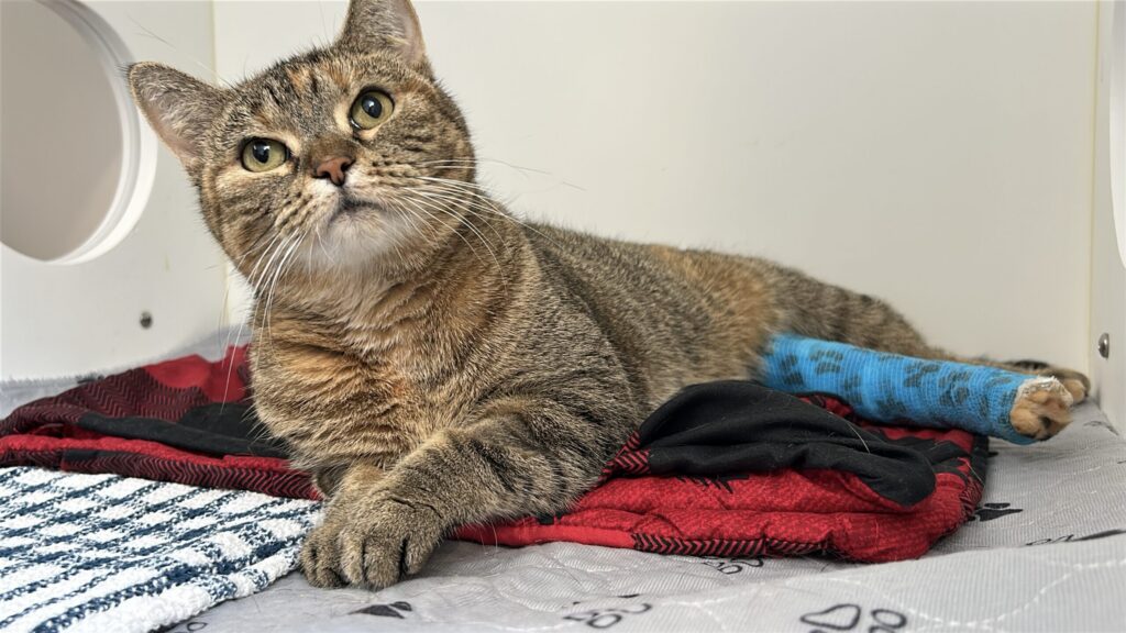 Kacia, a tabby cat, lying on a blanket
