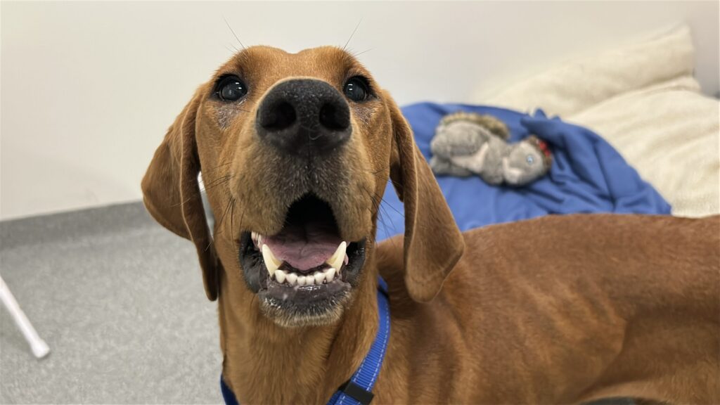 Daisy, a brown hound mix with a blue collar, looking up at the camera with her mouth open
