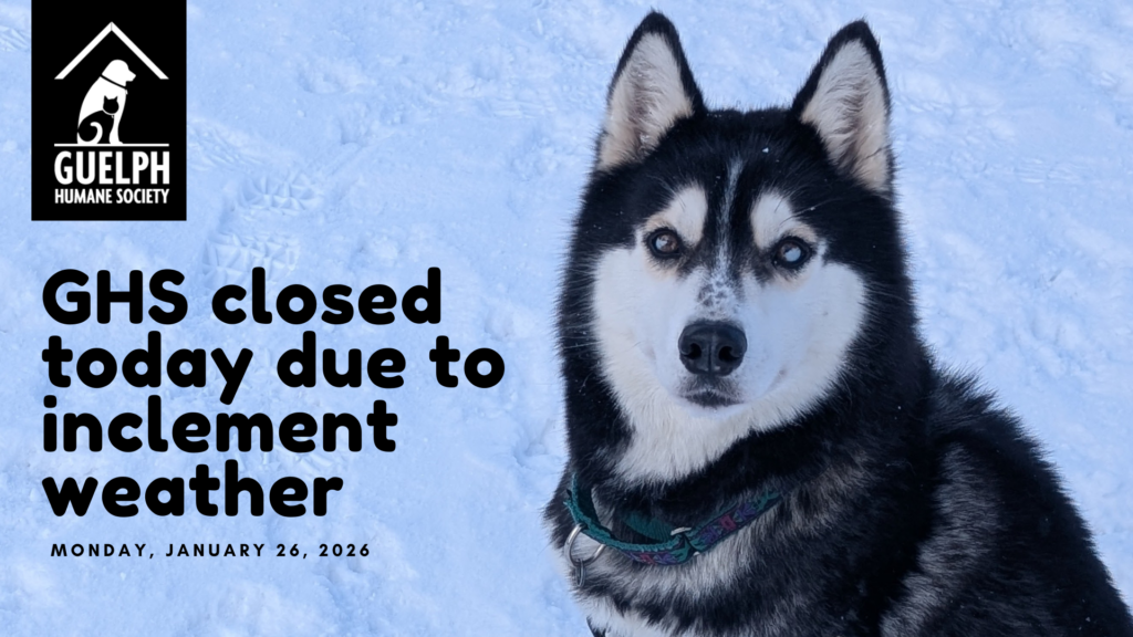 Husky sitting in the snow beside the text "GHS closed today due to inclement weather, Monday, January 26, 2026"