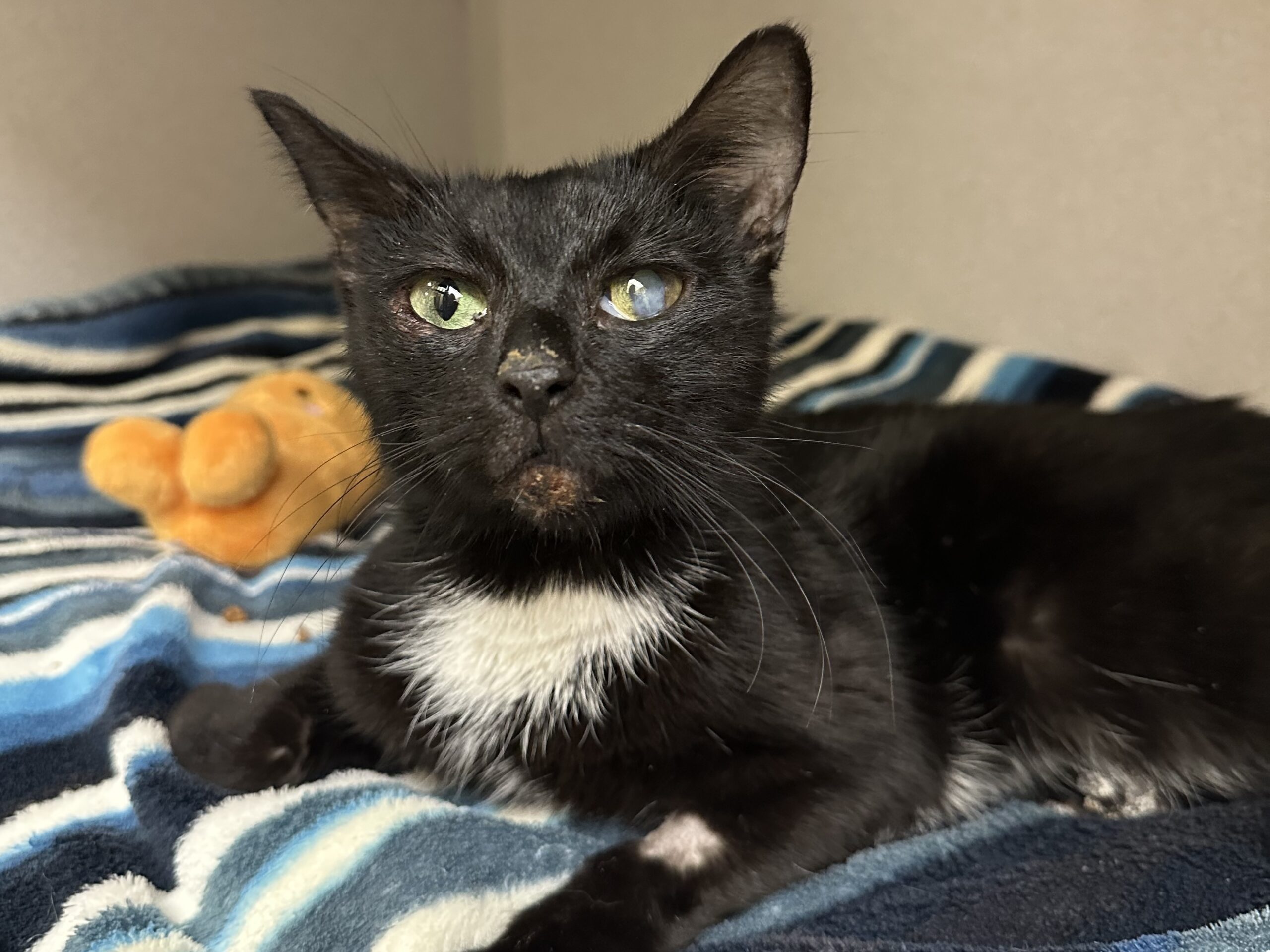 Professor, a black and white cat, resting on a striped blanket