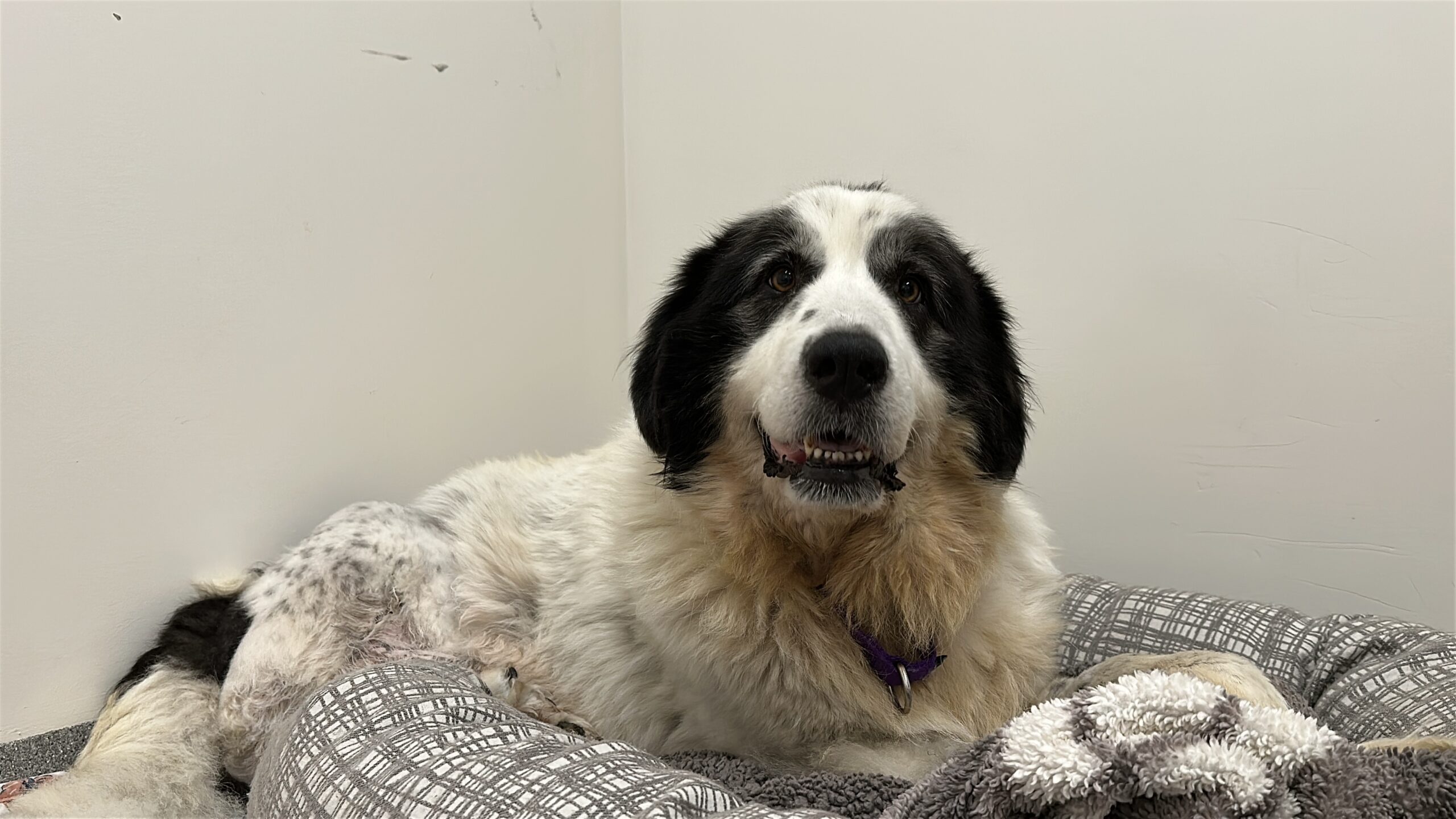 Black and white dog lying on a dog bed and looking at the camera