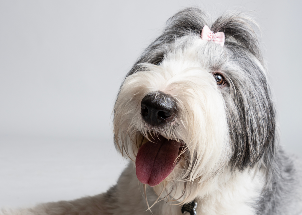 Tallulah, a shaggy grey and white dog with a pink bow in her hair