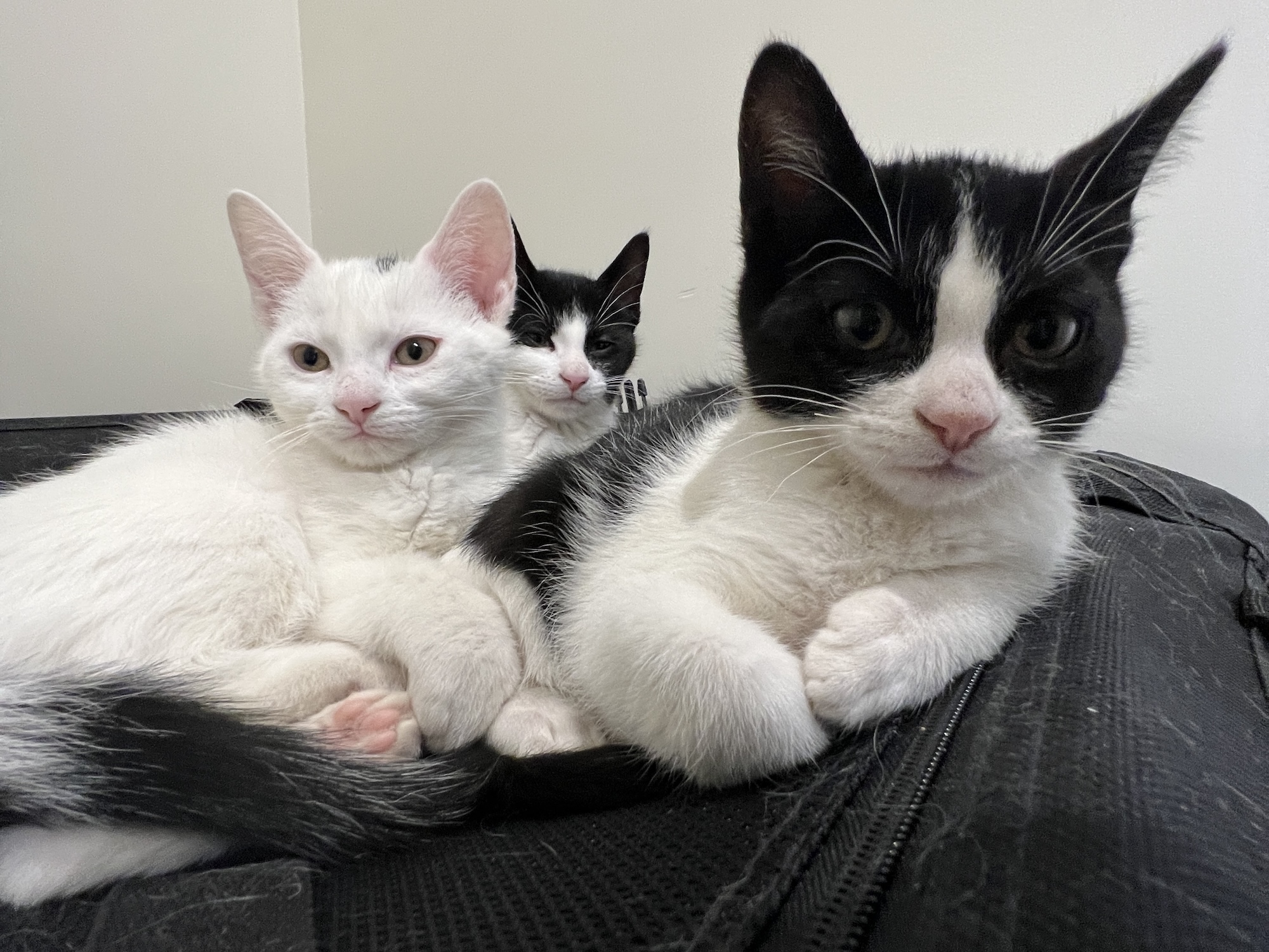 Three cats snuggled together on a dark surface, two white and one black and white