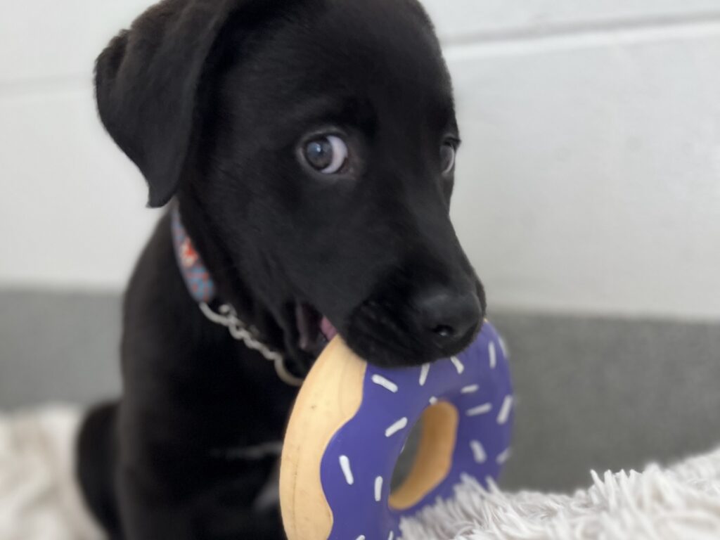 Black puppy holding a purple toy donut in its mouth