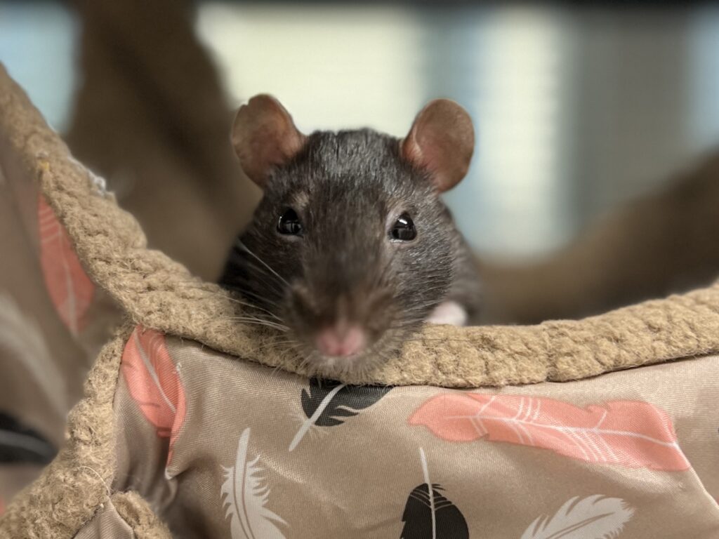 Grey rat resting on a patterned fabric surface