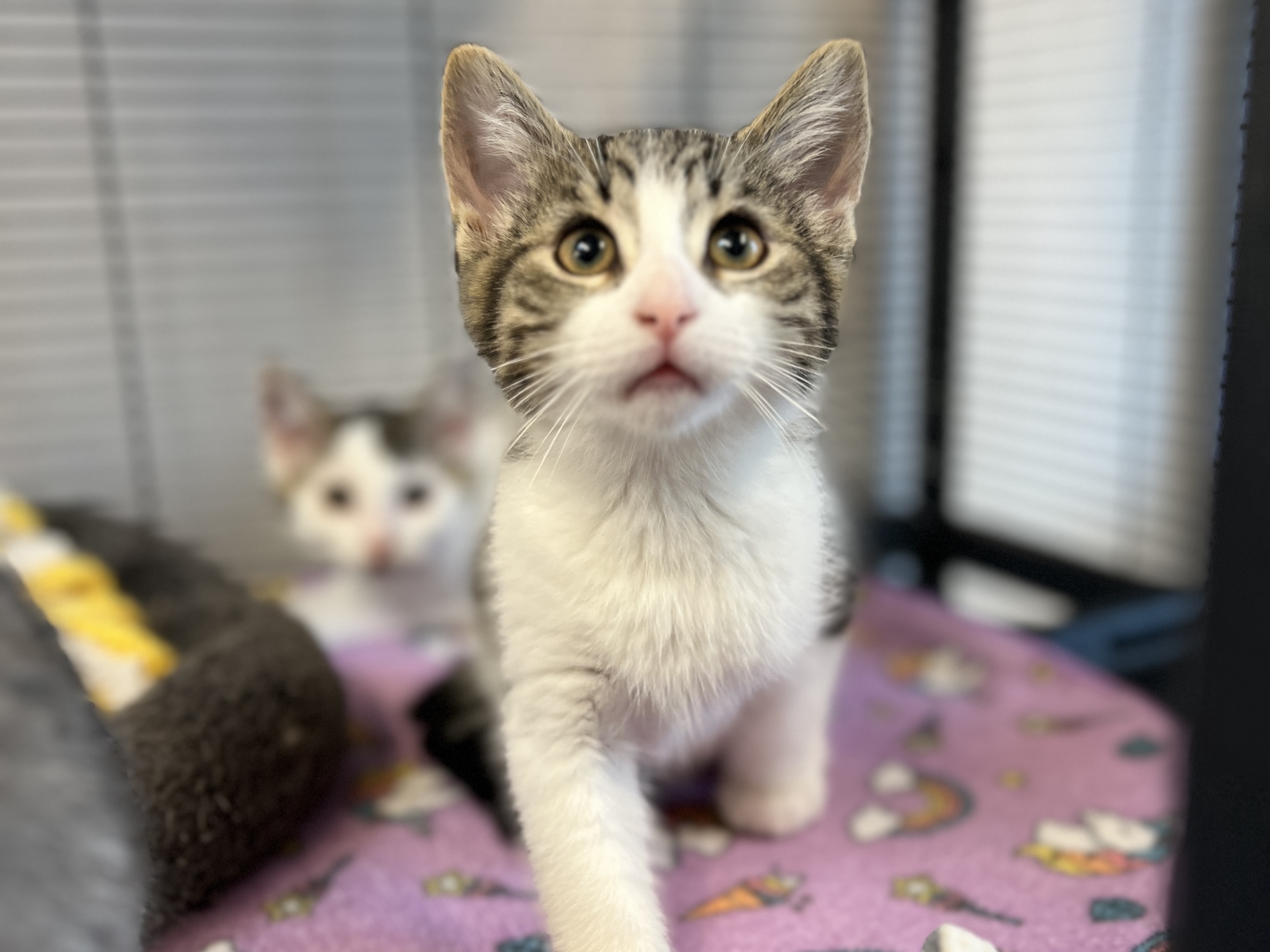 Tabby and white kitten looking up at the camera with another kitten in the background