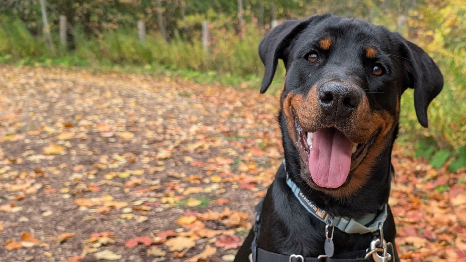 Bobbi, a black and tan dog, smiling on a path covered in fall leaves