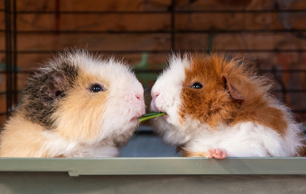 Two long-haired guinea pigs lean toward each other sharing a single blade of greenery.