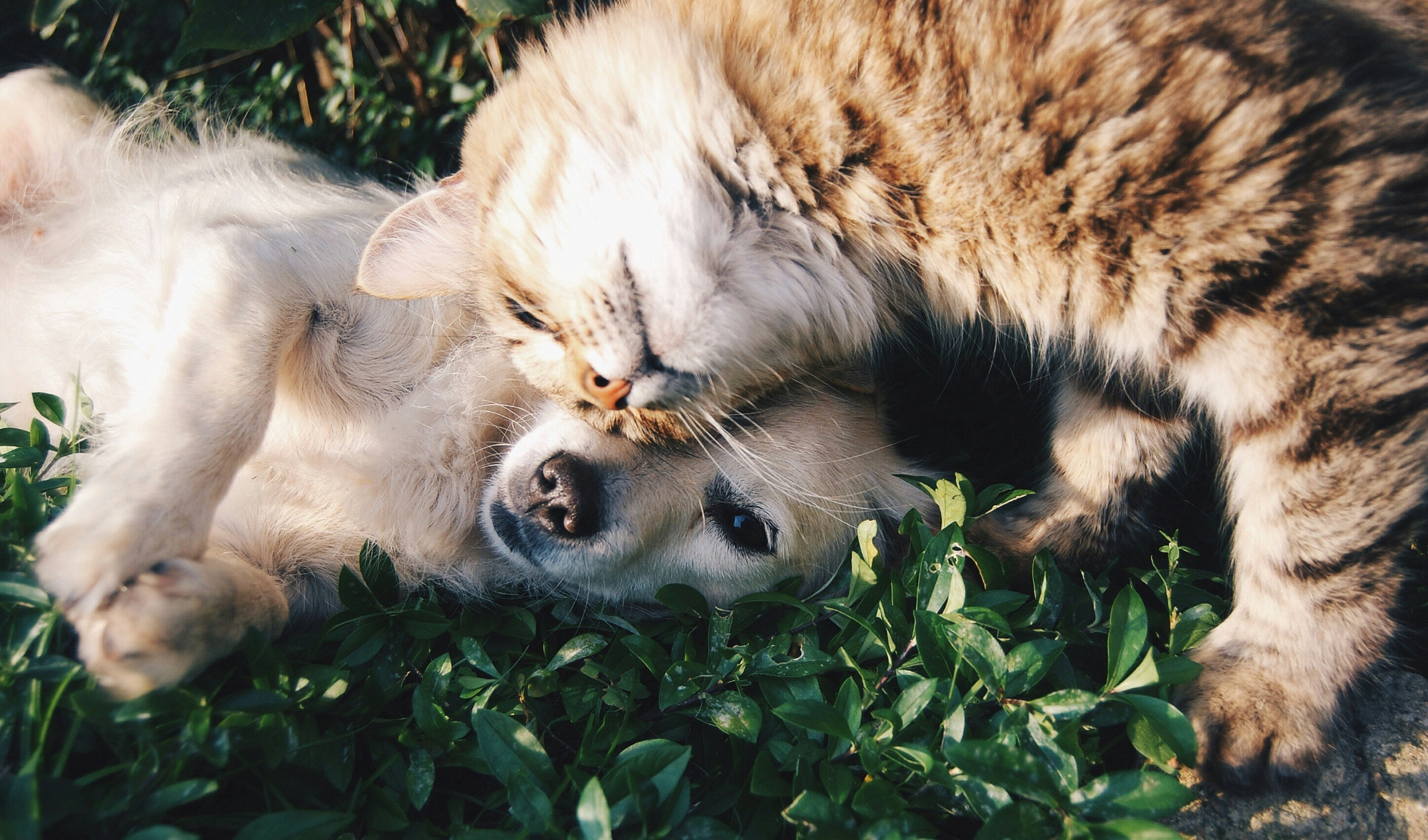 A tabby cat nuzzles a pale dog lying on its side in the grass.