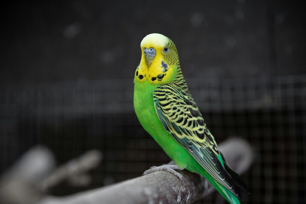 Green and yellow budgie perched on a branch