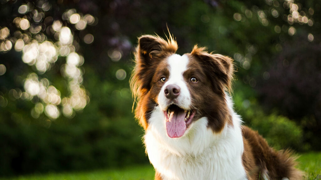A brown and white border collie sits in a garden with its mouth open and ears up, greenery blurred behind it.
