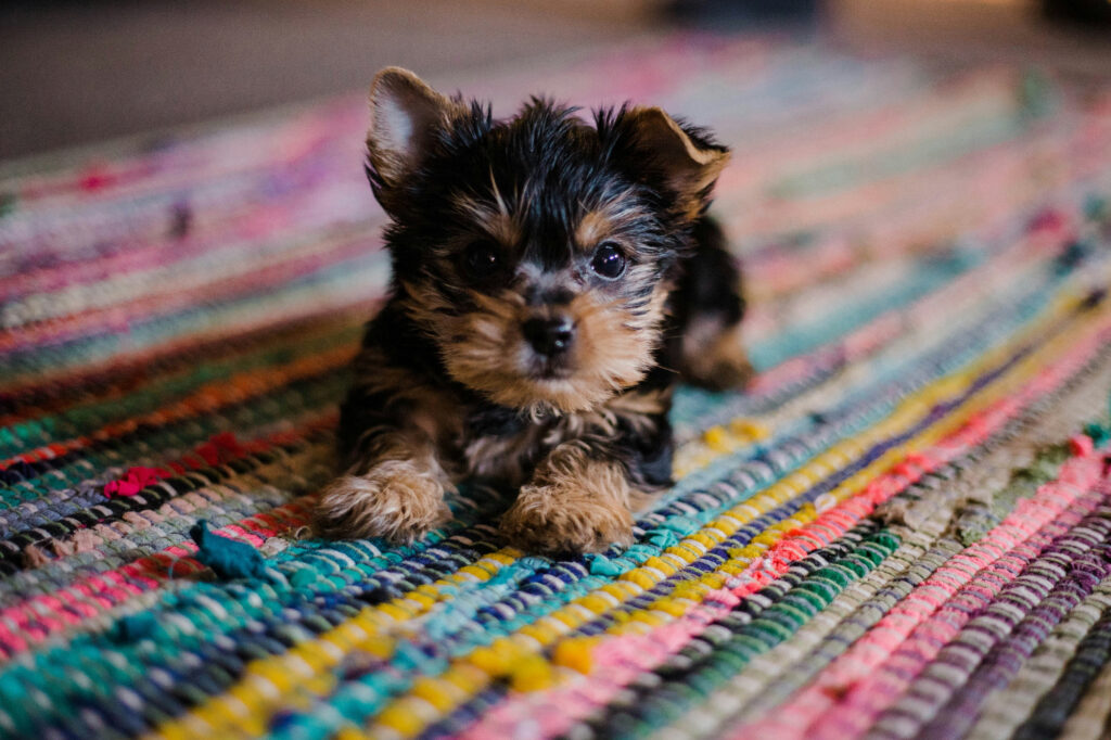 A tiny yorkshire terrier puppy lies on a brightly striped woven rug.