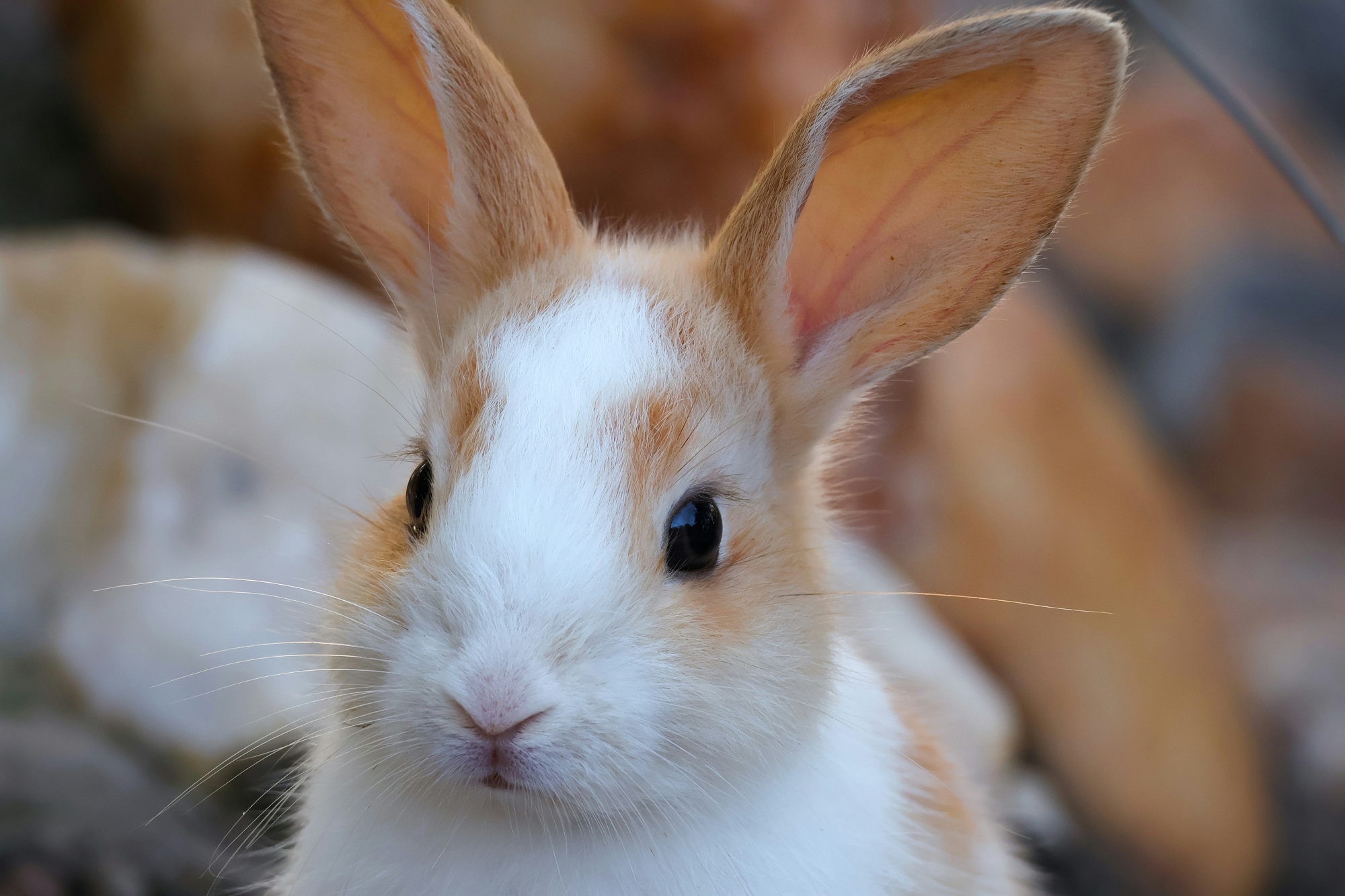 A close-up of a white and ginger dog with tall ears, looking toward the camera.