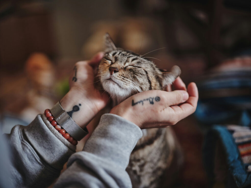 A person holds a tabby cat's face gently in both hands as it leans into the touch with its eyes closed.