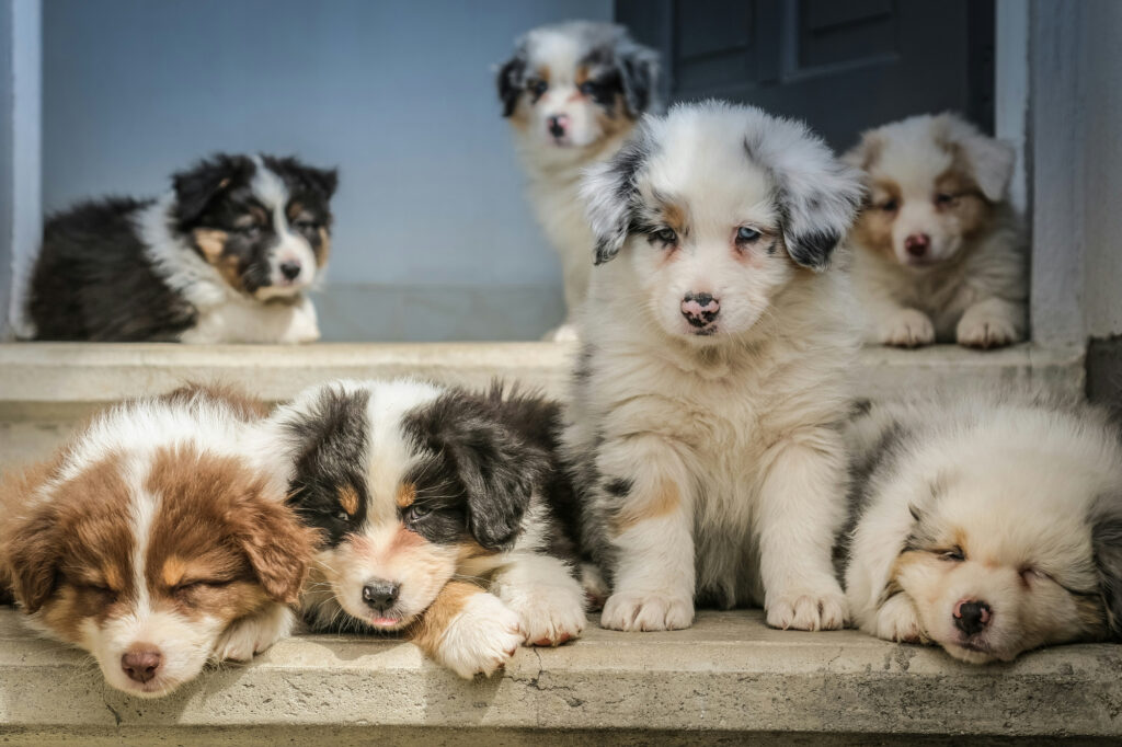 A litter of australian shepherd puppies rests together on a set of stone steps.