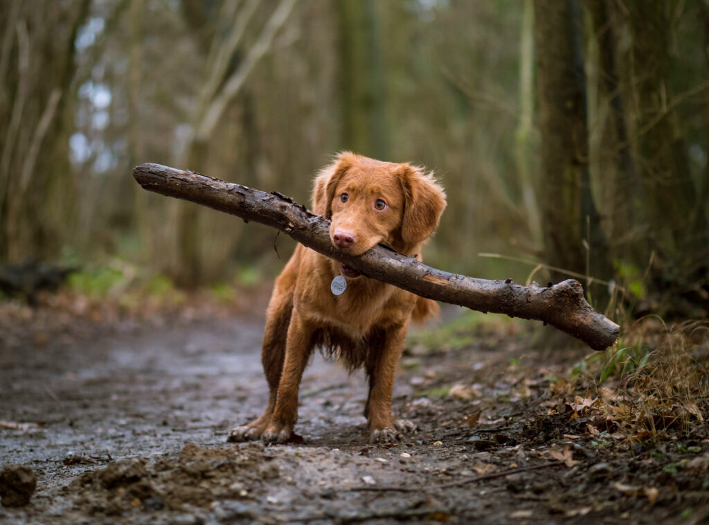 A red-coated retriever carries a long branch in its mouth along a muddy woodland path.