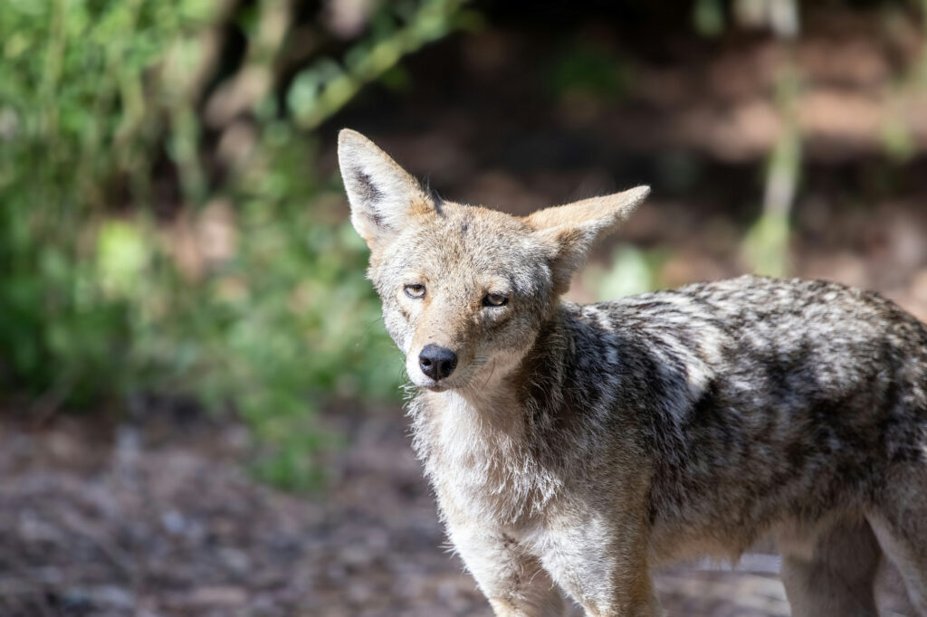 A coyote stands in dappled shade at the edge of woodland, looking toward the camera.