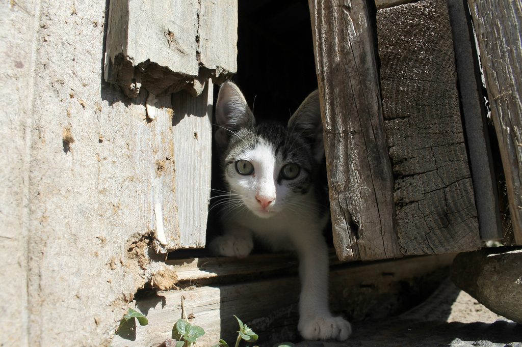 Grey and white cat peeking out of a weathered wooden barn door