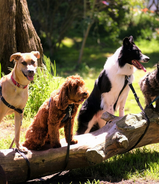 Four dogs of different sizes and breeds stand and sit along a fallen log in a sunlit garden, all on leads.