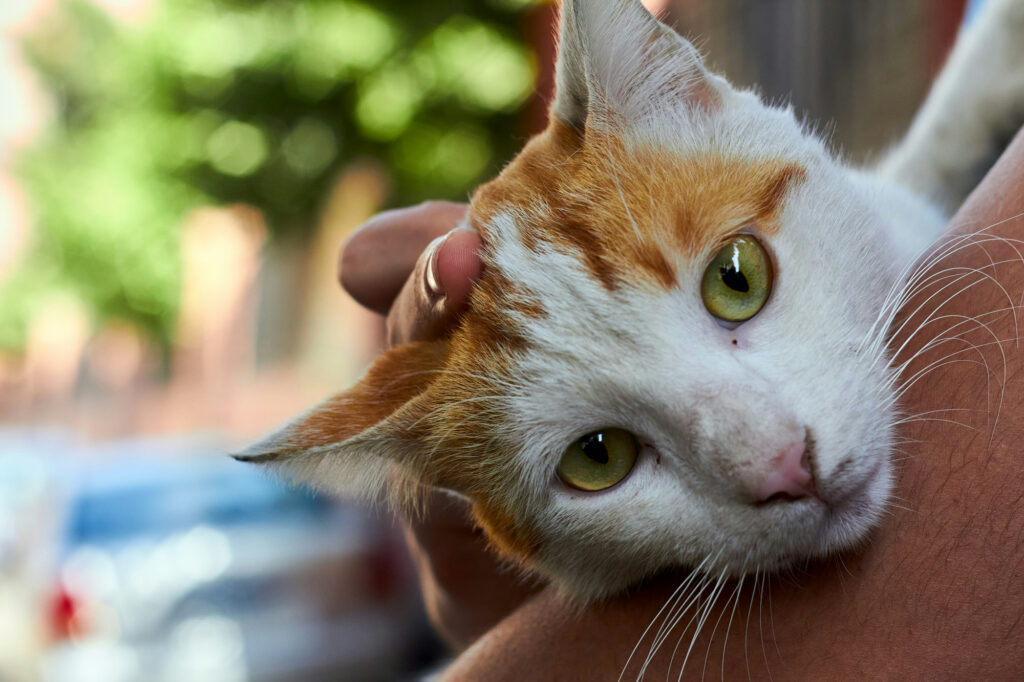 A ginger and white cat is held against a person's shoulder outdoors, looking toward the camera with wide green eyes.