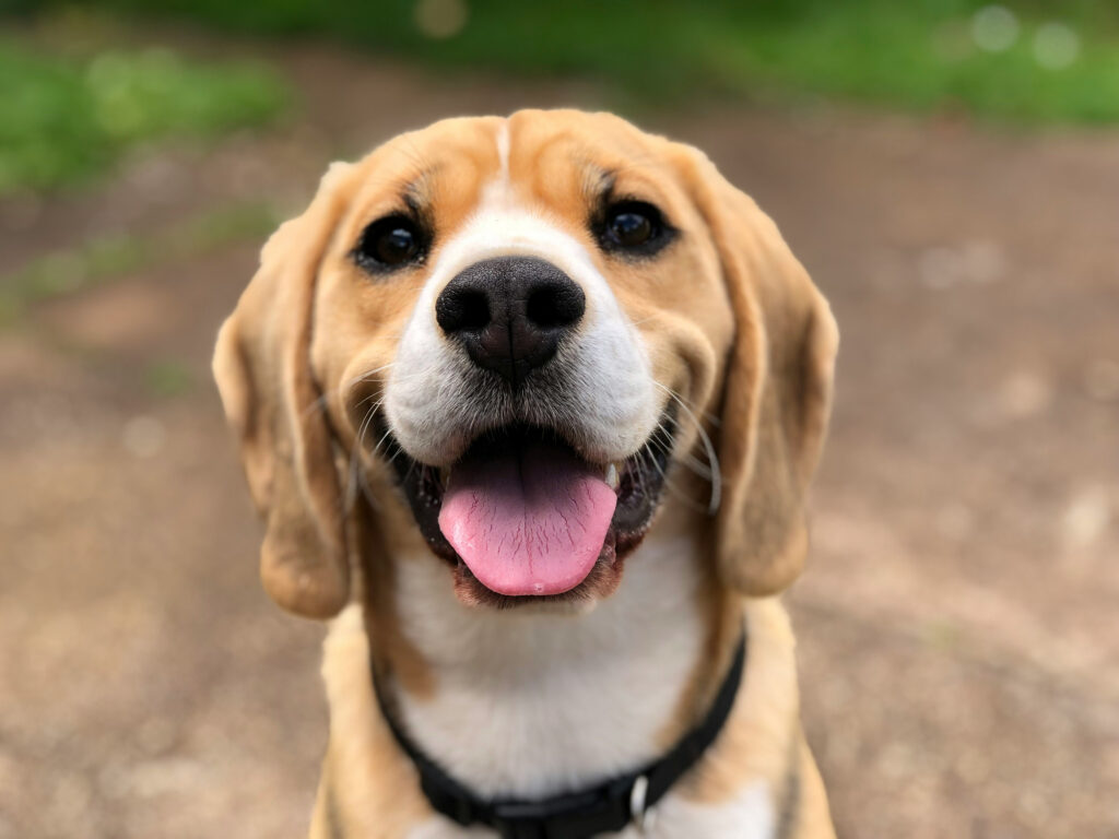 A beagle sits on a gravel path looking up at the camera with its tongue out.