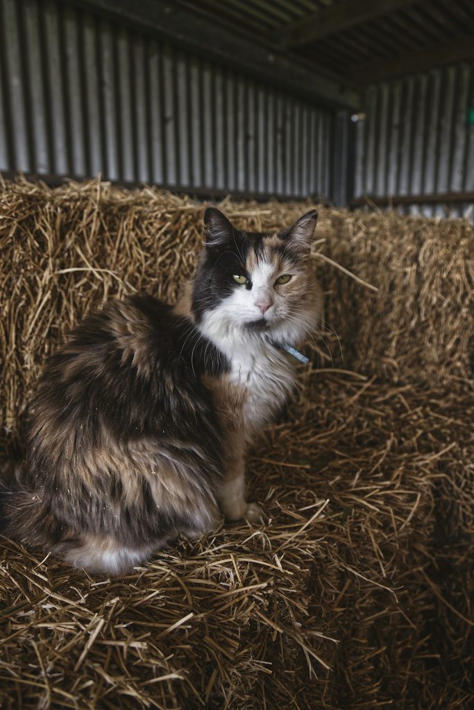 Long-haired calico cat sitting on hay bales in a barn