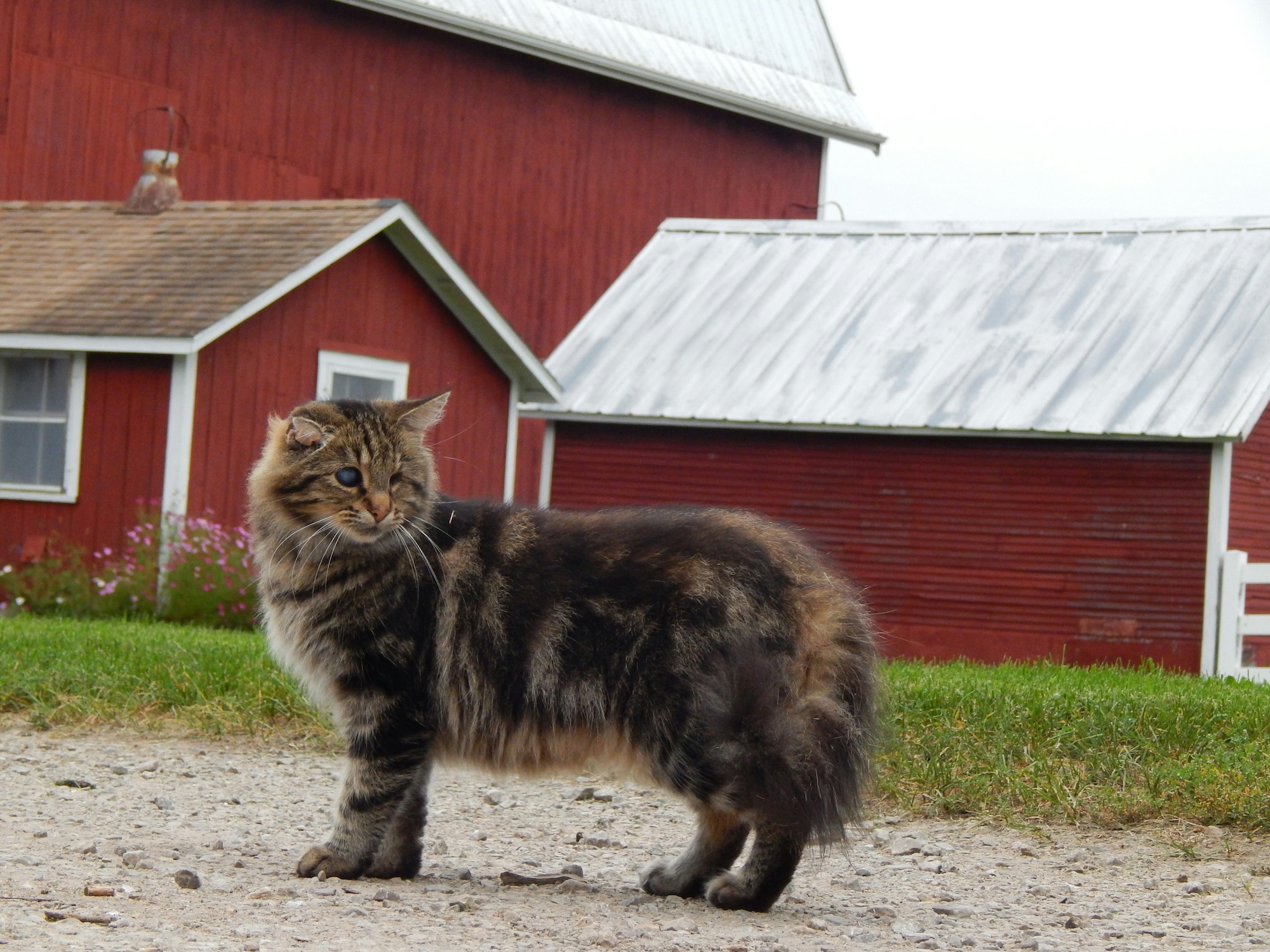 Long-haired tabby cat standing in front of a red barn