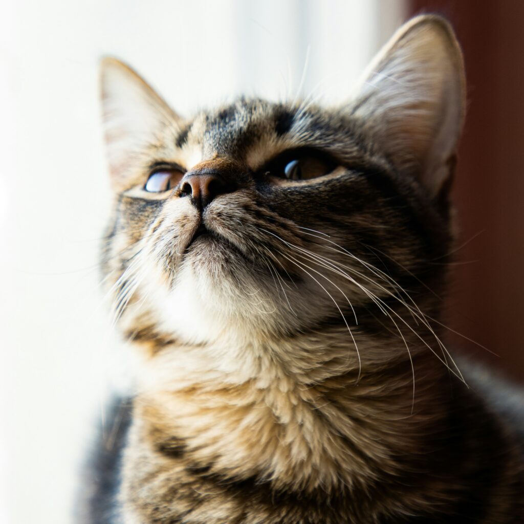 Tabby cat looking upward