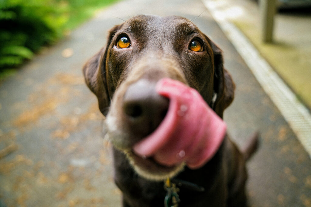 A chocolate labrador looks up at the camera mid-lick, its tongue curled over its nose.