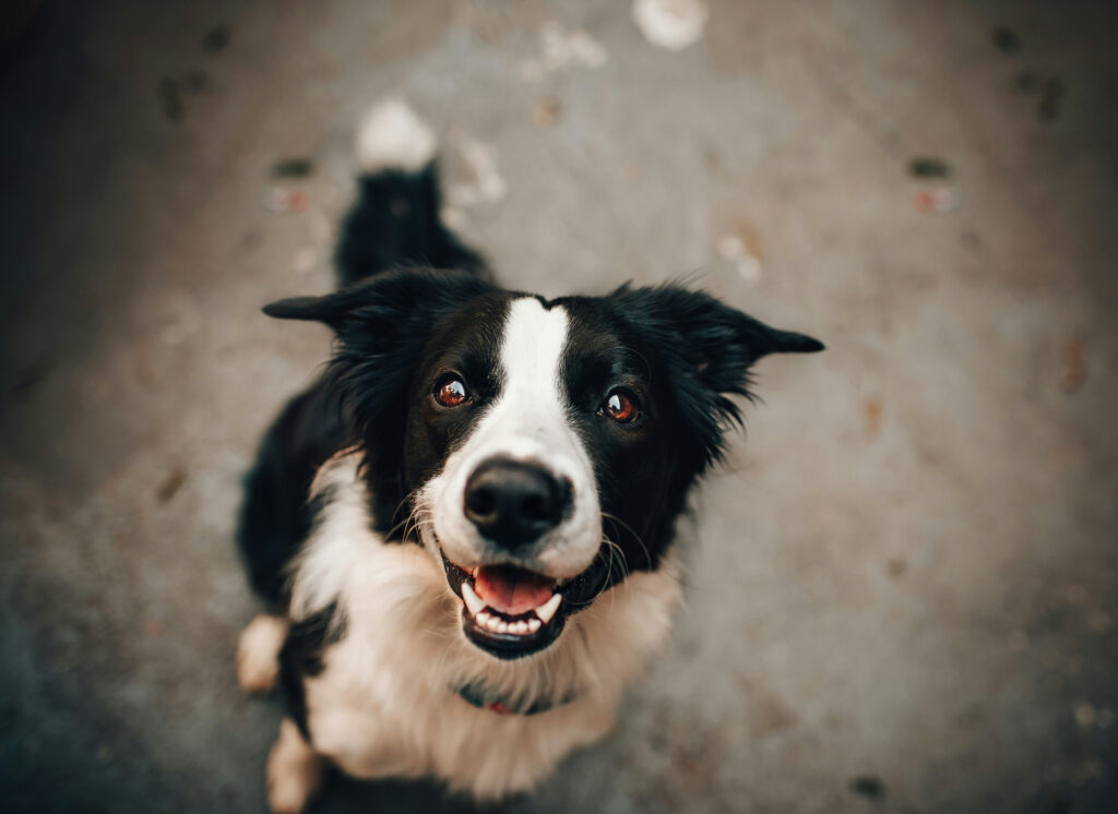 A black and white border collie sits and looks up at the camera with its mouth open, photographed from above.